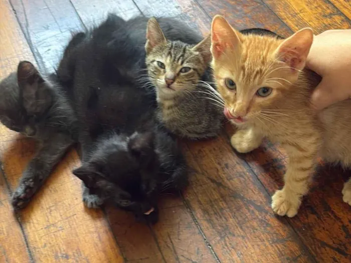 Gato raça SRD-ViraLata idade 2 a 6 meses nome sem nomes 