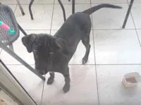 Cachorro raça SRD-ViraLata idade 7 a 11 meses nome Daniela Pereira dos Santos