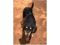 Cachorro raça SRD-ViraLata idade 2 a 6 meses nome Cinba 