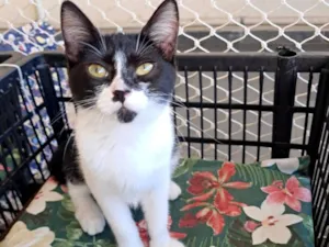 Gato raça SRD-ViraLata idade 2 a 6 meses nome Mona