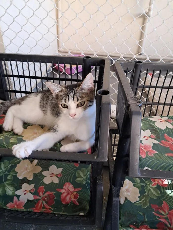 Gato raça SRD-ViraLata idade 2 a 6 meses nome Julia