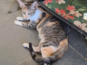 Gato raça SRD-ViraLata idade 2 a 6 meses nome Jolie