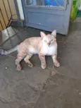 Gato raça SRD-ViraLata idade 1 ano nome Toni