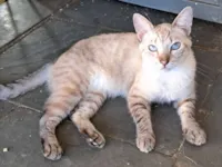 Gato raça SRD-ViraLata idade 1 ano nome Toni