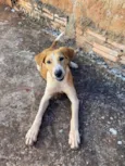 Cachorro raça SRD-ViraLata idade 1 ano nome Cidy 