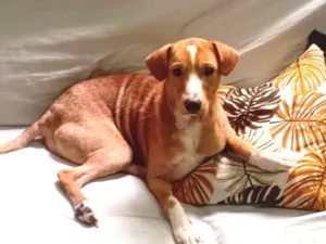 Cachorro raça SRD-ViraLata idade 7 a 11 meses nome Gucci