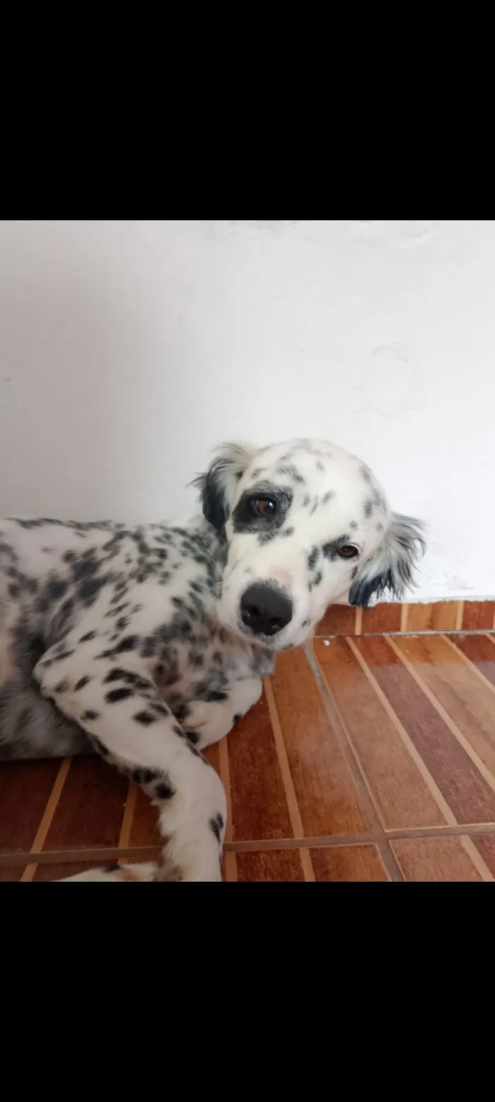 Cachorro raça SRD-ViraLata idade 3 anos nome Pirata 