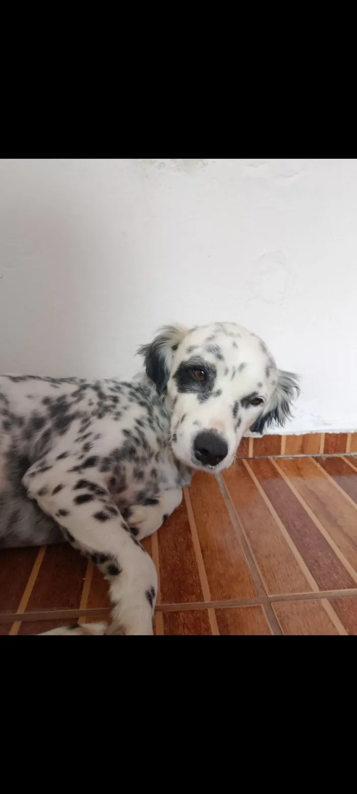 Cachorro raça SRD-ViraLata idade 3 anos nome Pirata 