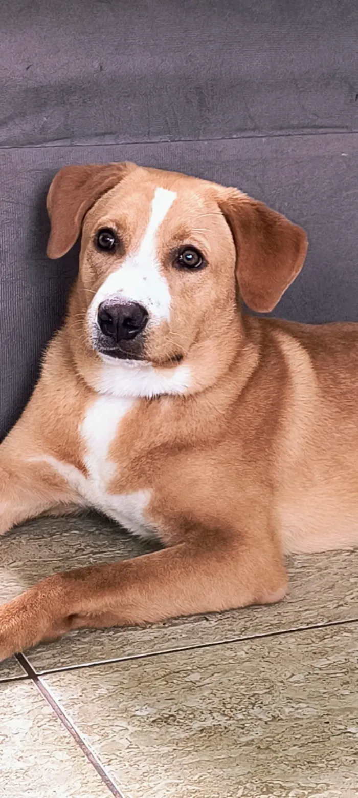 Cachorro raça SRD-ViraLata idade 7 a 11 meses nome Marley 