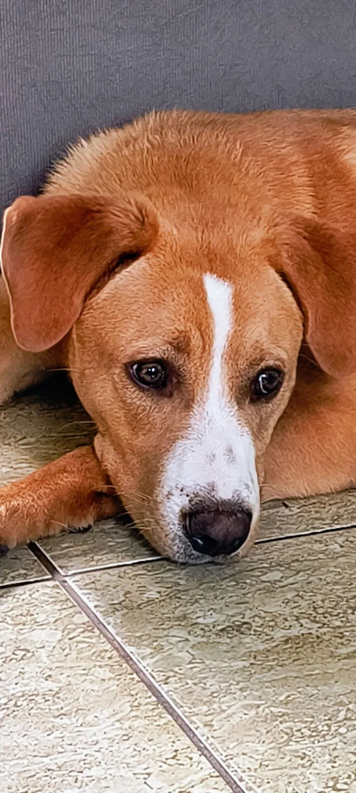 Cachorro raça SRD-ViraLata idade 7 a 11 meses nome Marley 