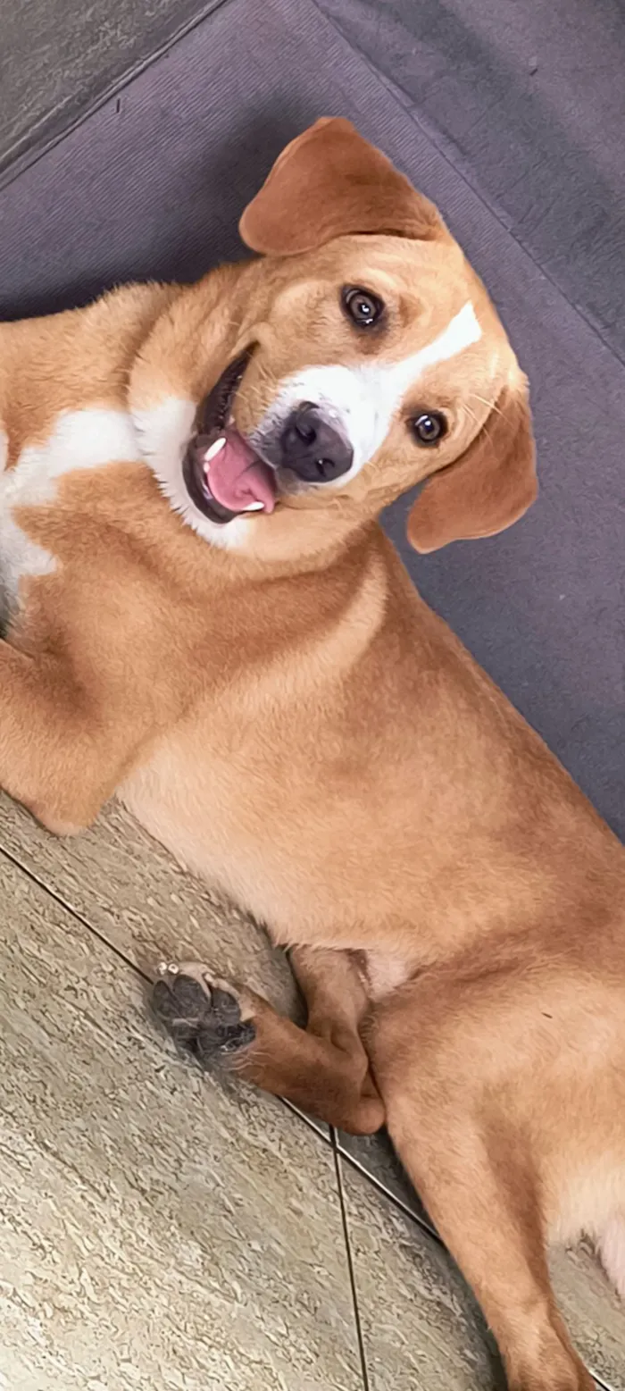 Cachorro raça SRD-ViraLata idade 7 a 11 meses nome Marley 