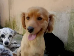 Cachorro raça SRD-ViraLata idade 4 anos nome Roxy