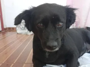Cachorro raça SRD-ViraLata idade 5 anos nome Belinha 