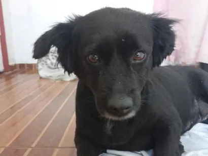 Cachorro raça SRD-ViraLata idade 5 anos nome Belinha 