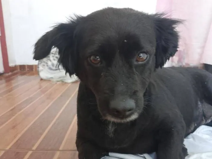 Cachorro raça SRD-ViraLata idade 5 anos nome Belinha 
