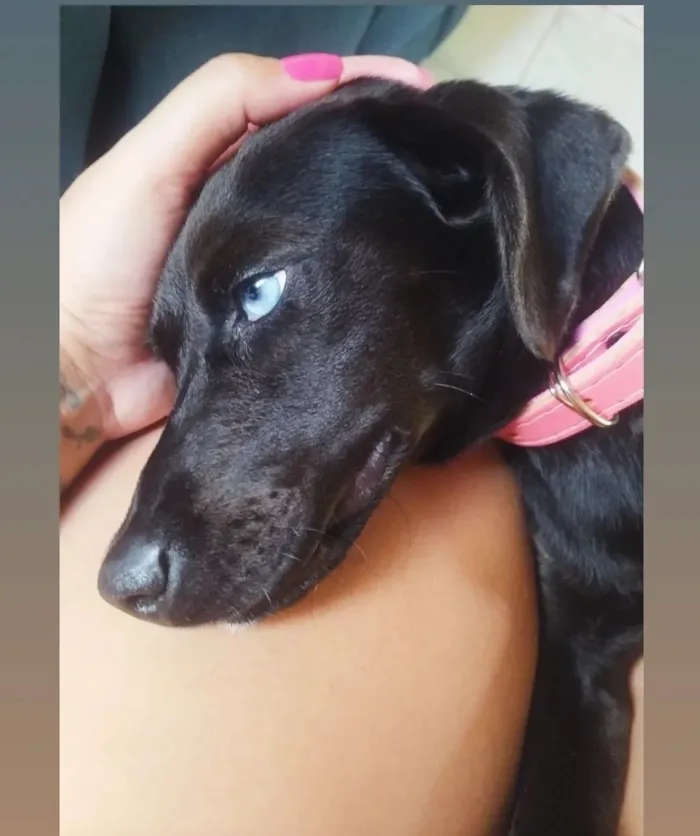 Cachorro raça SRD-ViraLata idade 7 a 11 meses nome Pantera 
