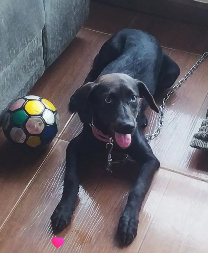 Cachorro raça SRD-ViraLata idade 7 a 11 meses nome Pantera 