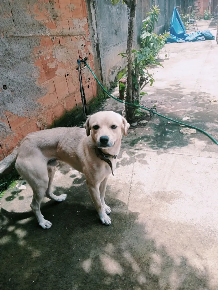 Cachorro raça SRD-ViraLata idade 2 anos nome Caramelo 