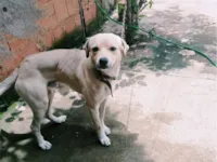 Cachorro raça SRD-ViraLata idade 2 anos nome Caramelo 
