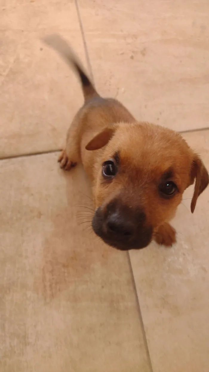 Cachorro raça SRD-ViraLata idade Abaixo de 2 meses nome Rubble