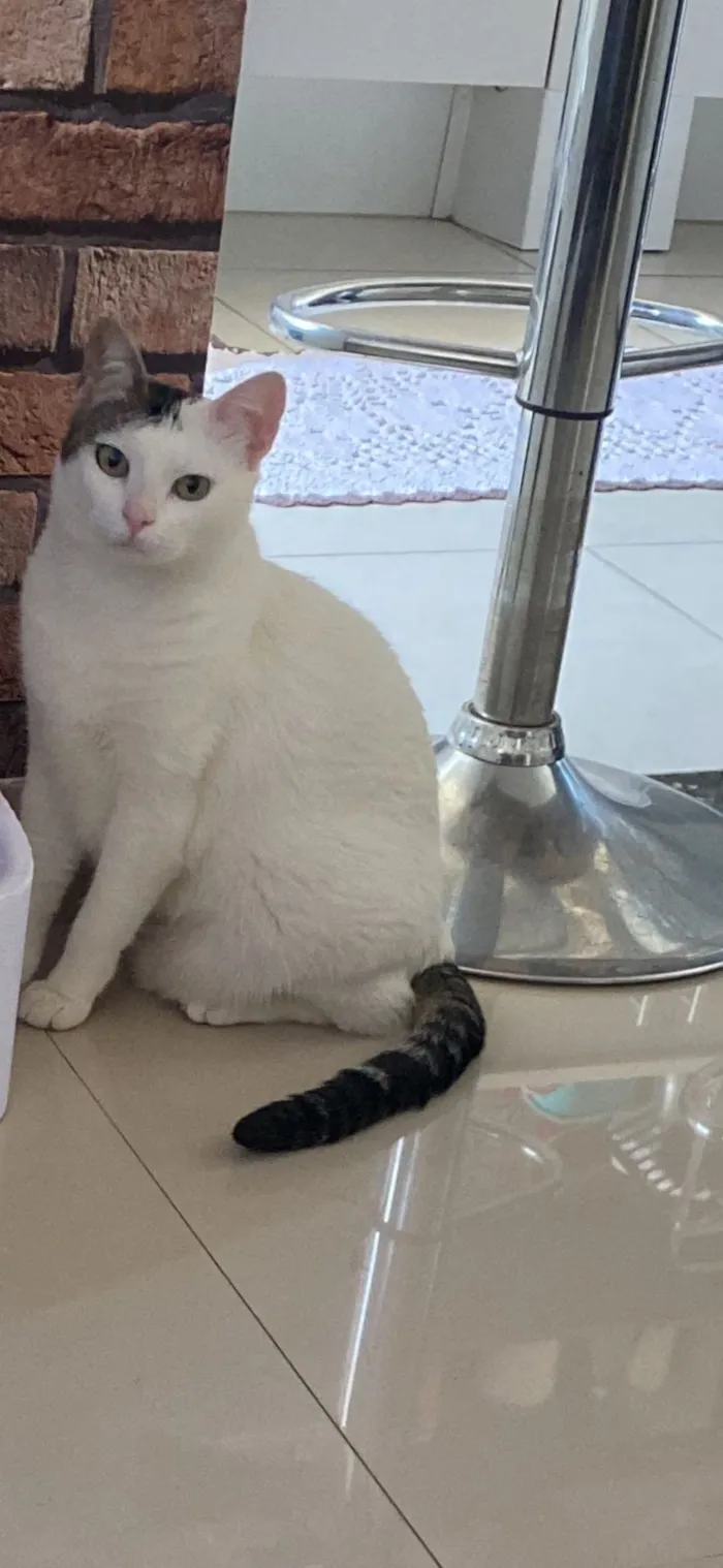 Gato raça SRD-ViraLata idade 1 ano nome Não sei