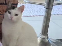 Gato raça SRD-ViraLata idade 1 ano nome Não sei