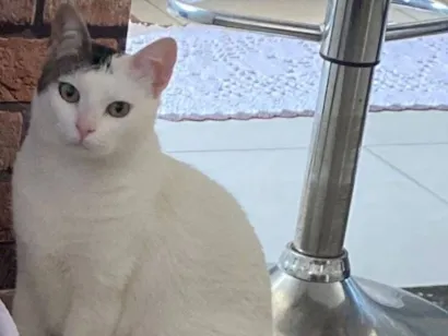 Gato raça SRD-ViraLata idade 1 ano nome Não sei