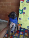 Cachorro raça SRD-ViraLata idade Abaixo de 2 meses nome Chase