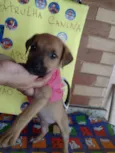 Cachorro raça SRD-ViraLata idade Abaixo de 2 meses nome Skye