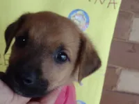 Cachorro raça SRD-ViraLata idade Abaixo de 2 meses nome Skye