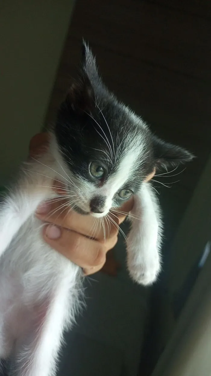 Gato raça SRD-ViraLata idade Abaixo de 2 meses nome Carneirinho 