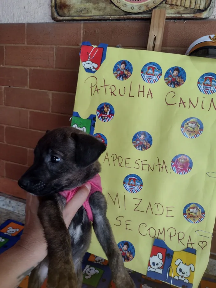 Cachorro raça SRD-ViraLata idade Abaixo de 2 meses nome Everest 