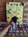 Cachorro raça SRD-ViraLata idade Abaixo de 2 meses nome Marshall ??