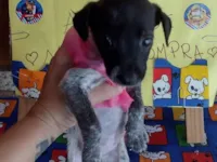 Cachorro raça SRD-ViraLata idade Abaixo de 2 meses nome Marshall ??