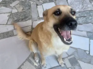 Cachorro raça SRD-ViraLata idade 2 anos nome Dora