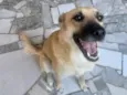 Cachorro raça SRD-ViraLata idade 2 anos nome Dora