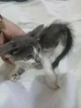 Gato raça SRD-ViraLata idade 2 a 6 meses nome não tem nome