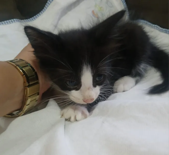 Gato raça SRD-ViraLata idade 2 a 6 meses nome não tem nome