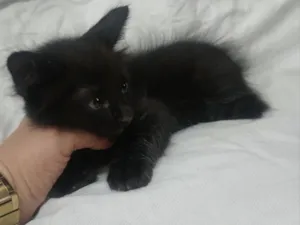 Gato raça SRD-ViraLata idade 2 a 6 meses nome não tem nome