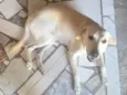 Cachorro raça SRD-ViraLata idade 2 anos nome Pipoca