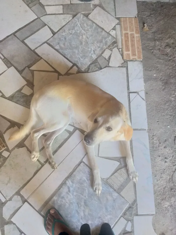 Cachorro raça SRD-ViraLata idade 2 anos nome Pipoca