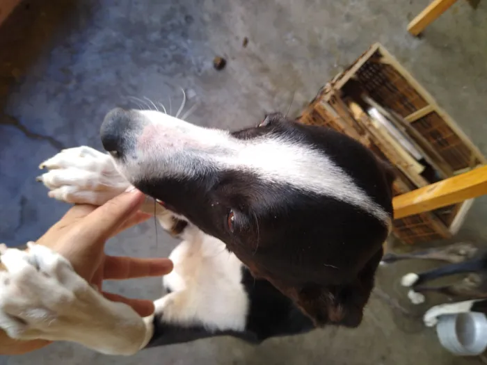 Cachorro raça SRD-ViraLata idade 7 a 11 meses nome Neguinha