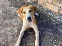 Cachorro raça SRD-ViraLata idade 1 ano nome Cidy 