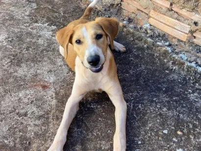 Cachorro raça SRD-ViraLata idade 1 ano nome Cidy 
