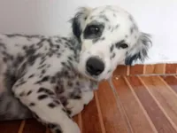 Cachorro raça SRD-ViraLata idade 3 anos nome Pirata 