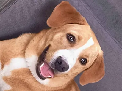 Cachorro raça SRD-ViraLata idade 7 a 11 meses nome Marley 