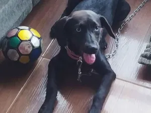 Cachorro raça SRD-ViraLata idade 7 a 11 meses nome Pantera 