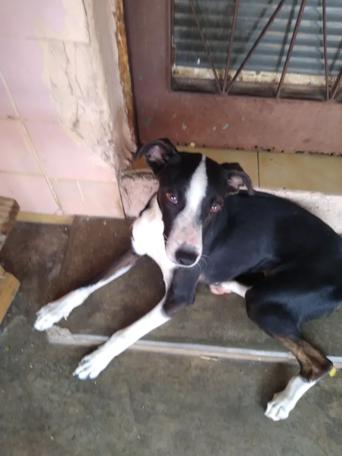 Cachorro raça SRD-ViraLata idade 7 a 11 meses nome Malandra 