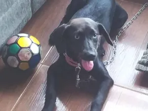 Cachorro raça SRD-ViraLata idade 7 a 11 meses nome Pantera 