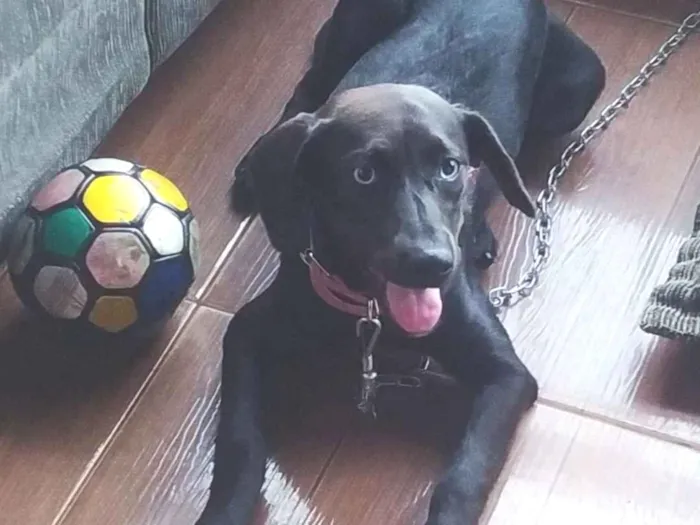 Cachorro raça SRD-ViraLata idade 7 a 11 meses nome Pantera 